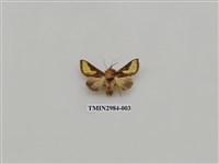 藏品(夜蛾400)的圖片